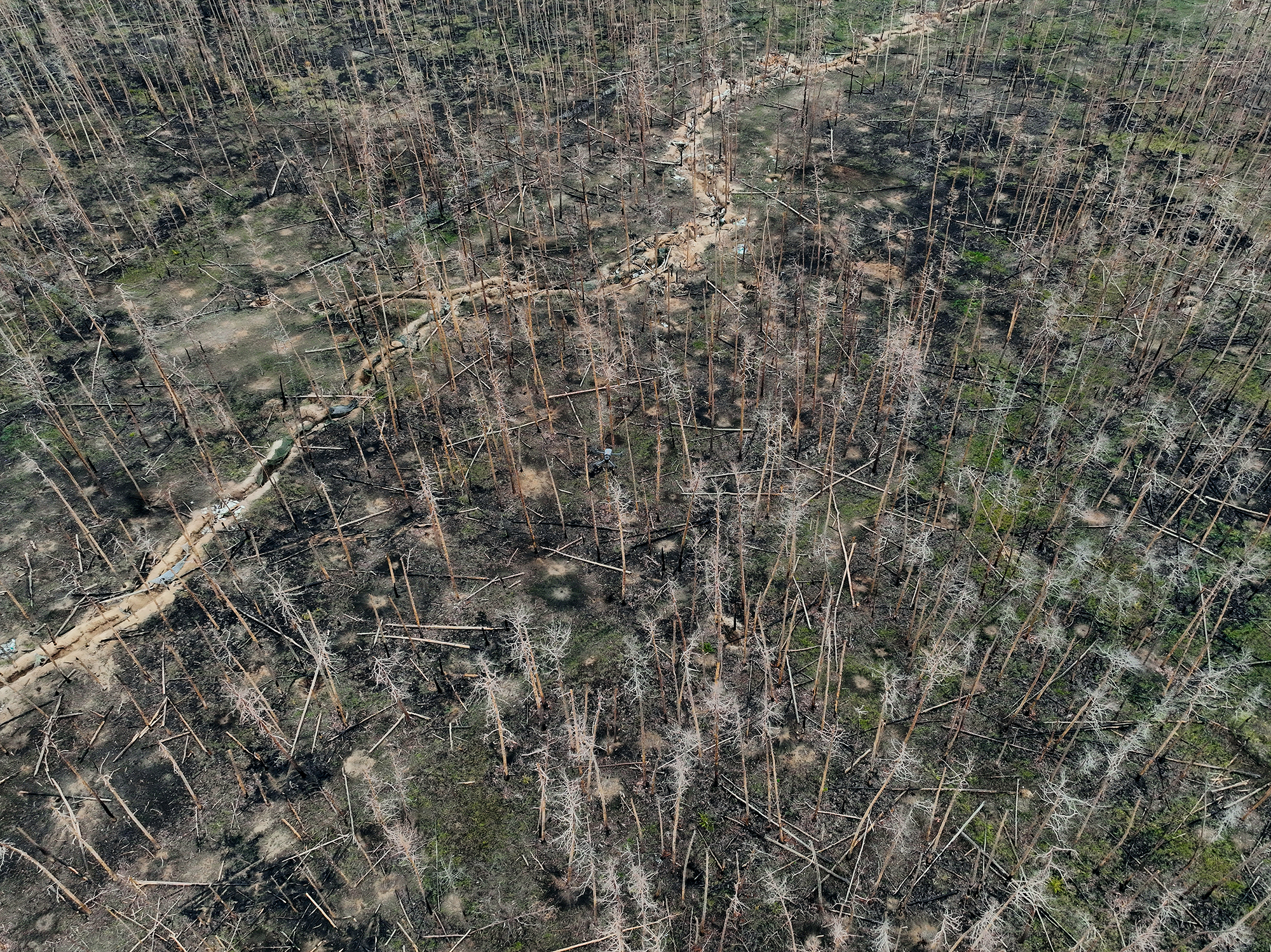 Животные убегают, а леса застраивают: что на самом деле происходит в Карпатах во время войны